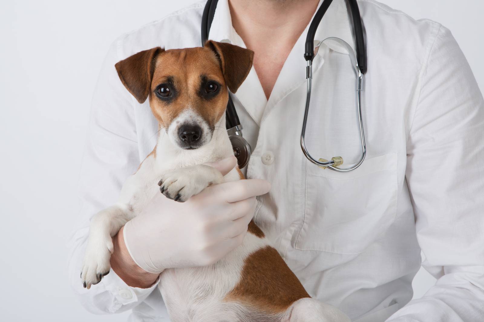 Vaccination chien et chat dans le nord des Landes