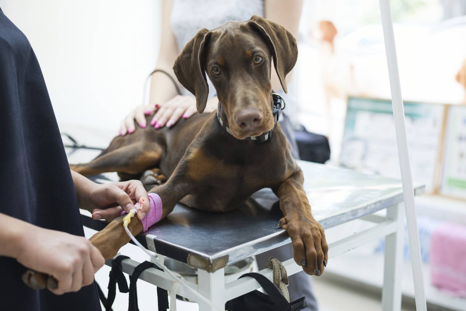 veterianire pour chien à Biscarosse