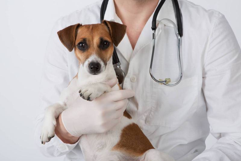 Vaccination chien chat biscarrosse