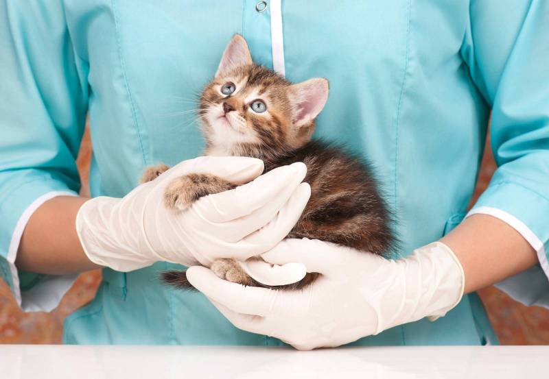 Stérilisation chien chat à biscarrosse